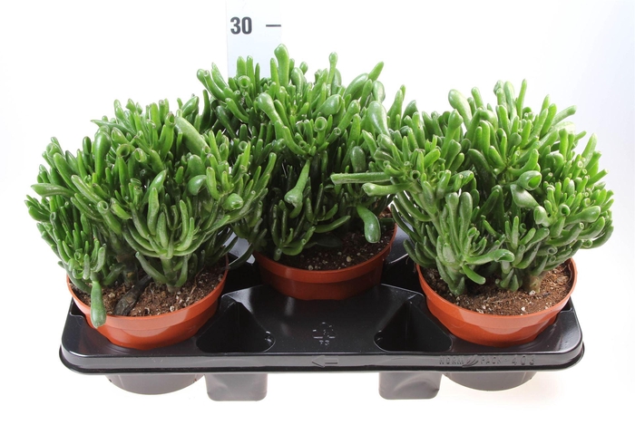 <h4>Crassula ovata 'Hobbit'</h4>