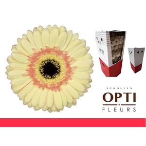 Gerbera Cartizze Aquabox