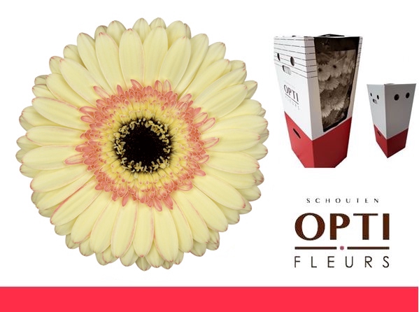 <h4>Gerbera Cartizze Aquabox</h4>