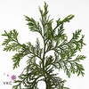 Conif.Thuja