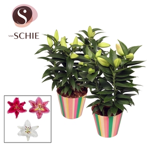 Oriental Mix 13cm potcover STRIPES