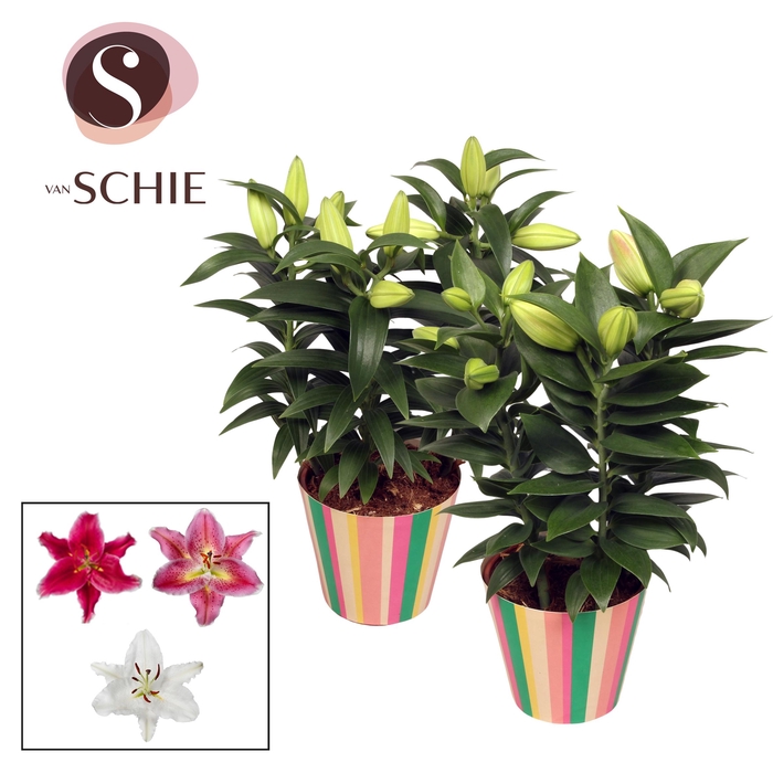 Oriental Mix 13cm potcover STRIPES