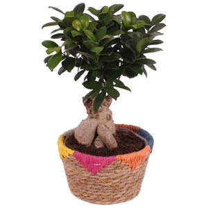 Ficus m. Ginseng Ball Shape Ø18cm in Ø20cm Rope Basket EV564