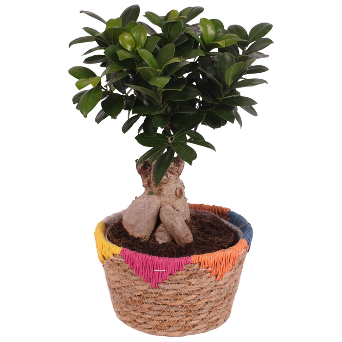 <h4>Ficus m. Ginseng Ball Shape Ø18cm in Ø20cm Rope Basket EV564</h4>