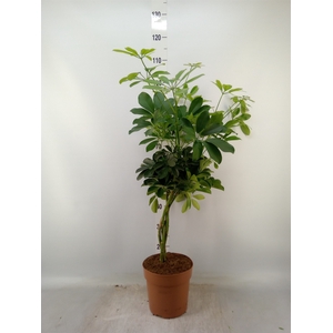 Schefflera arbor. 'Nora'