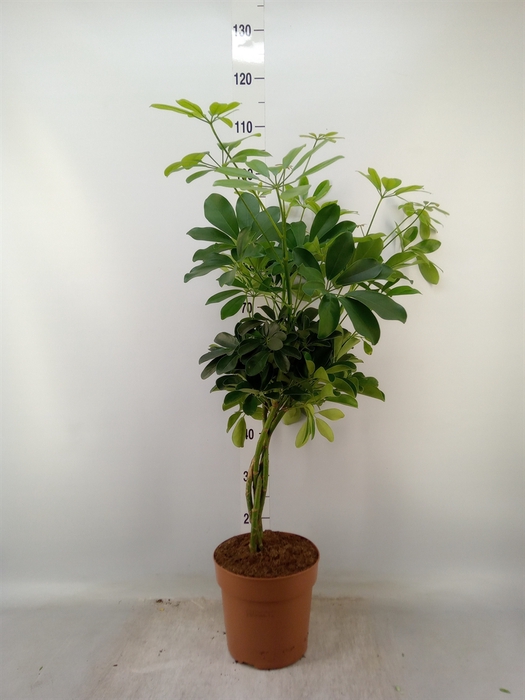 <h4>Schefflera arbor. 'Nora'</h4>