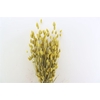 Dried Phalaris Frosted Yellow Bunch