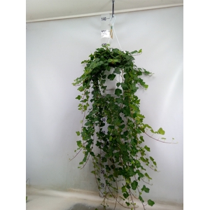Hedera helix 'Wonder'