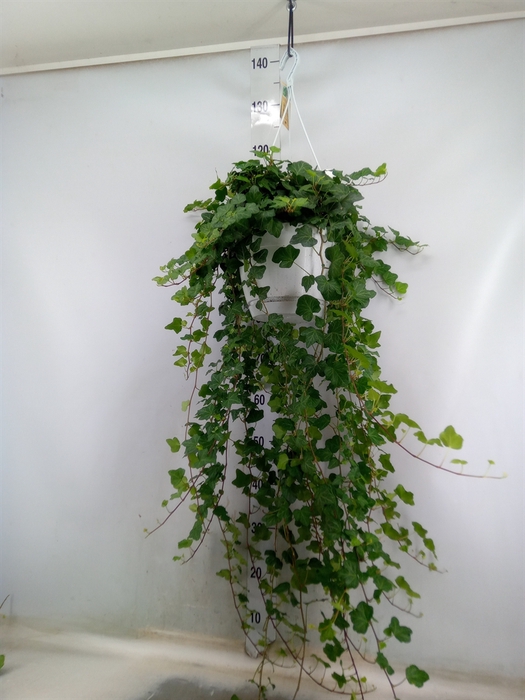 <h4>Hedera helix 'Wonder'</h4>
