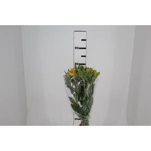 ALSTROEMERIA CARIBBEAN 080 CM