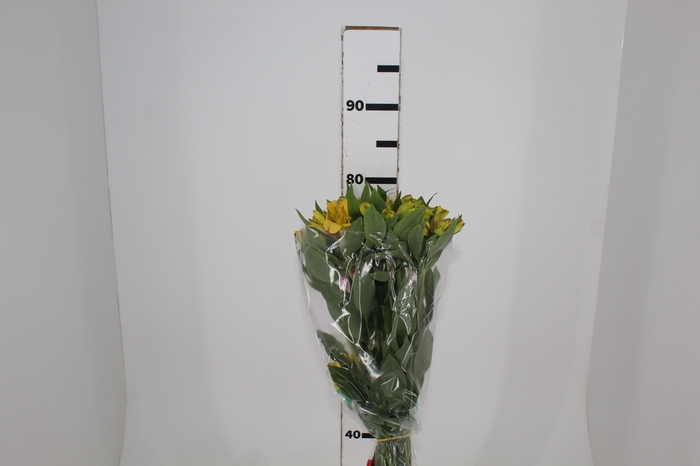 <h4>ALSTROEMERIA CARIBBEAN 080 CM</h4>