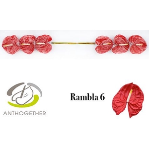 Anth A Rambla 13 cm X6 Oosterzon