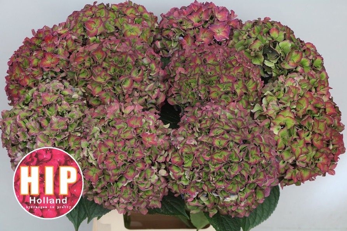 <h4>HYDR M CH RODEO CL</h4>