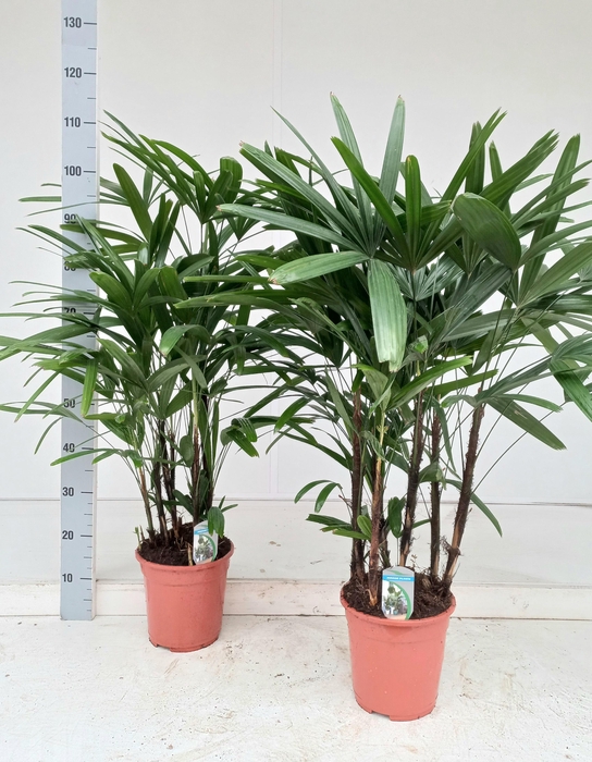 <h4>RHAPIS EXCELSA</h4>