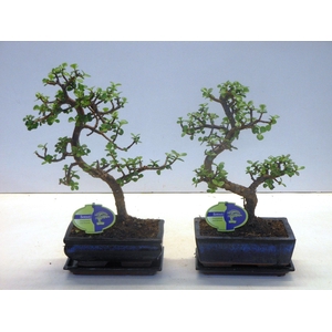 Portulacaria afra, 20 cm., shape, with drip tray