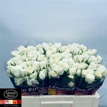 <h4>R Tr Pascua!</h4>