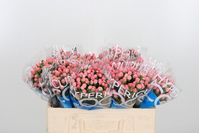 <h4>Hyp Coco Casino</h4>