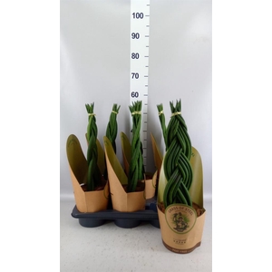 Sansevieria cyl.  ...