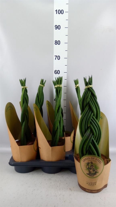 <h4>Sansevieria cyl.  ...</h4>