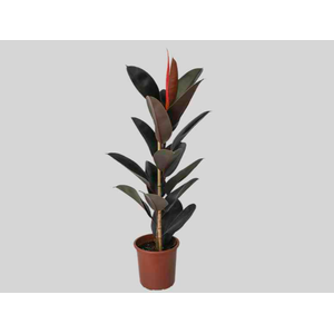 FICUS ELASTICA BURGUNDY P24