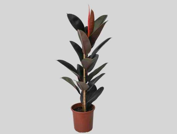 <h4>FICUS ELASTICA BURGUNDY P24</h4>