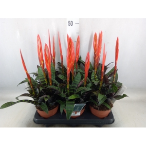 Vriesea  'Era'