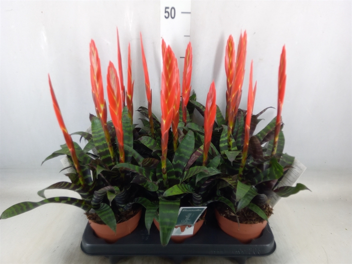 <h4>Vriesea  'Era'</h4>