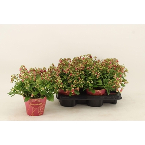 Kalanchoe Dream Bells