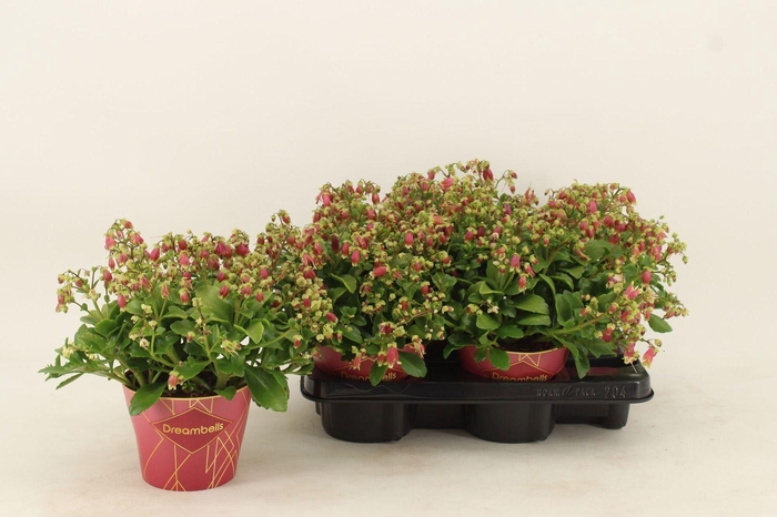 <h4>Kalanchoe Dream Bells</h4>