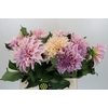 Dahlia Cafe Au Lait