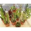 Euphorbia overig