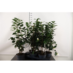 Camellia Jap. Nuccio White 15 Cm. Pot