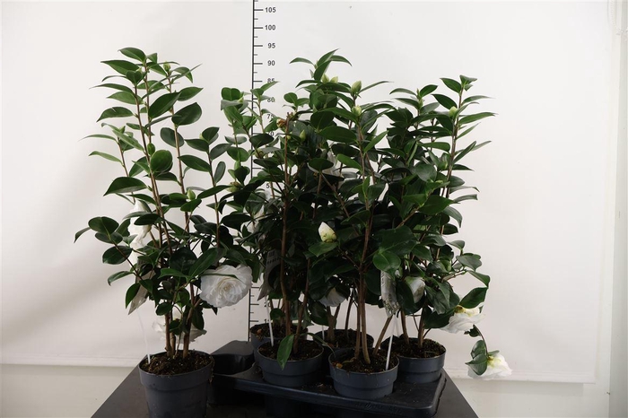 <h4>Camellia Jap. Nuccio White 15 Cm. Pot</h4>