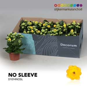 Kalanchoe No Sleeve - Yellow