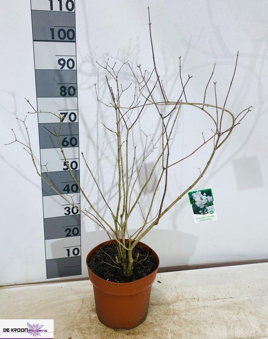 <h4>PHILA VIRGINAL</h4>