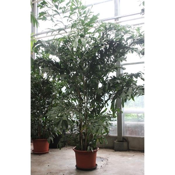 <h4>Caryota mitis</h4>