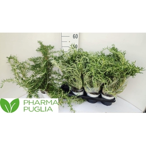 ROSMARIN OF PROSTRAT