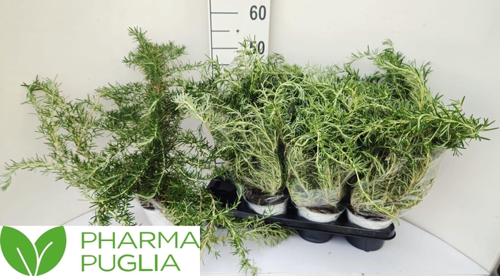 <h4>ROSMARIN OF PROSTRAT</h4>