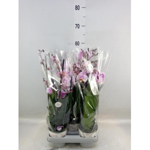 Phalaenopsis  'Ant Roskilde'