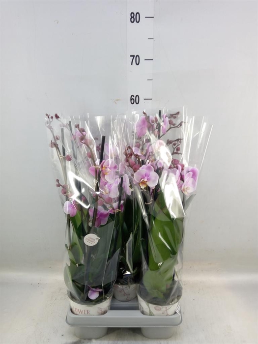 <h4>Phalaenopsis  'Ant Roskilde'</h4>