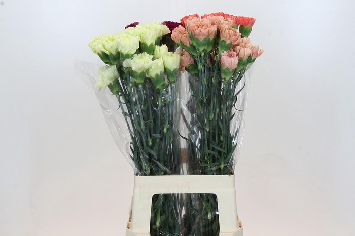 <h4>Dianthus St Mix</h4>