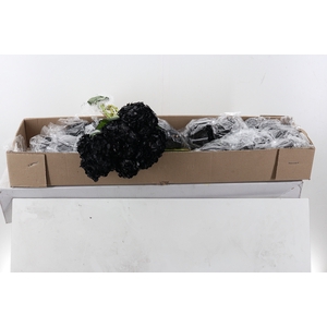 Hydr Black Tinted Sel Box