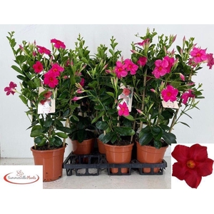 MANDE SUN EARLY PINK