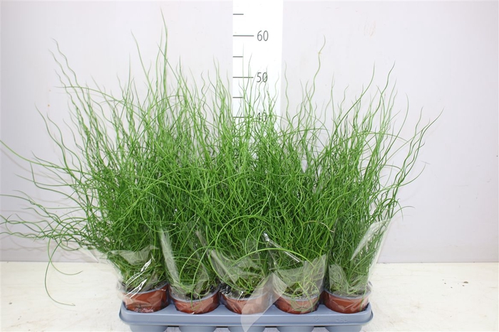 <h4>Juncus Ef Spiralis</h4>