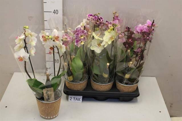 <h4>ARR PHAL MT</h4>