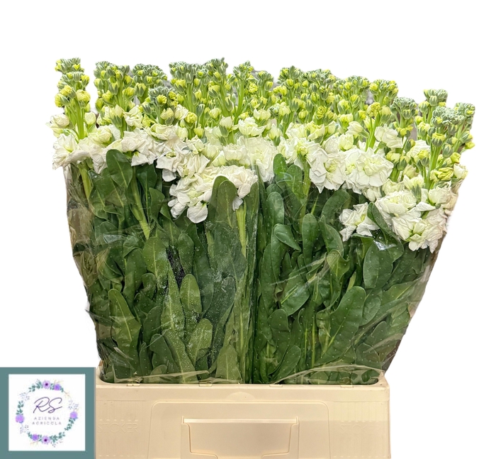 <h4>MATTH IRON WHITE</h4>