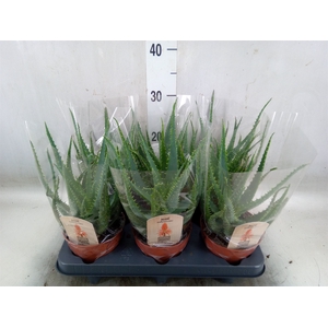 Aloe arborescens