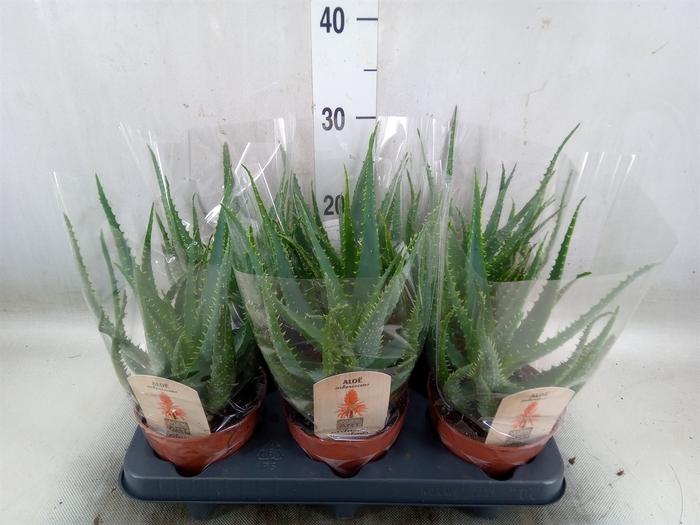 <h4>Aloe arborescens</h4>