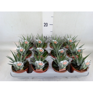 Haworthia fasciata 'Big Band'