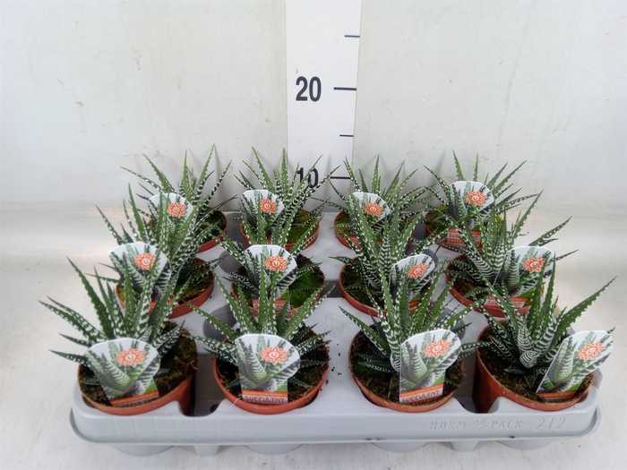 <h4>Haworthia fasciata 'Big Band'</h4>
